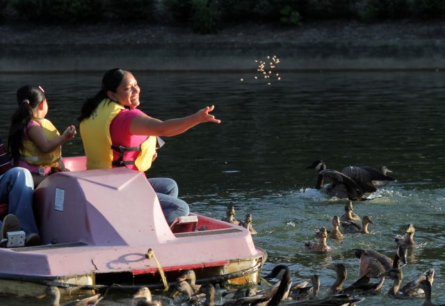 Family Feeding Ducks From A Paddle Boat In Pullen Park