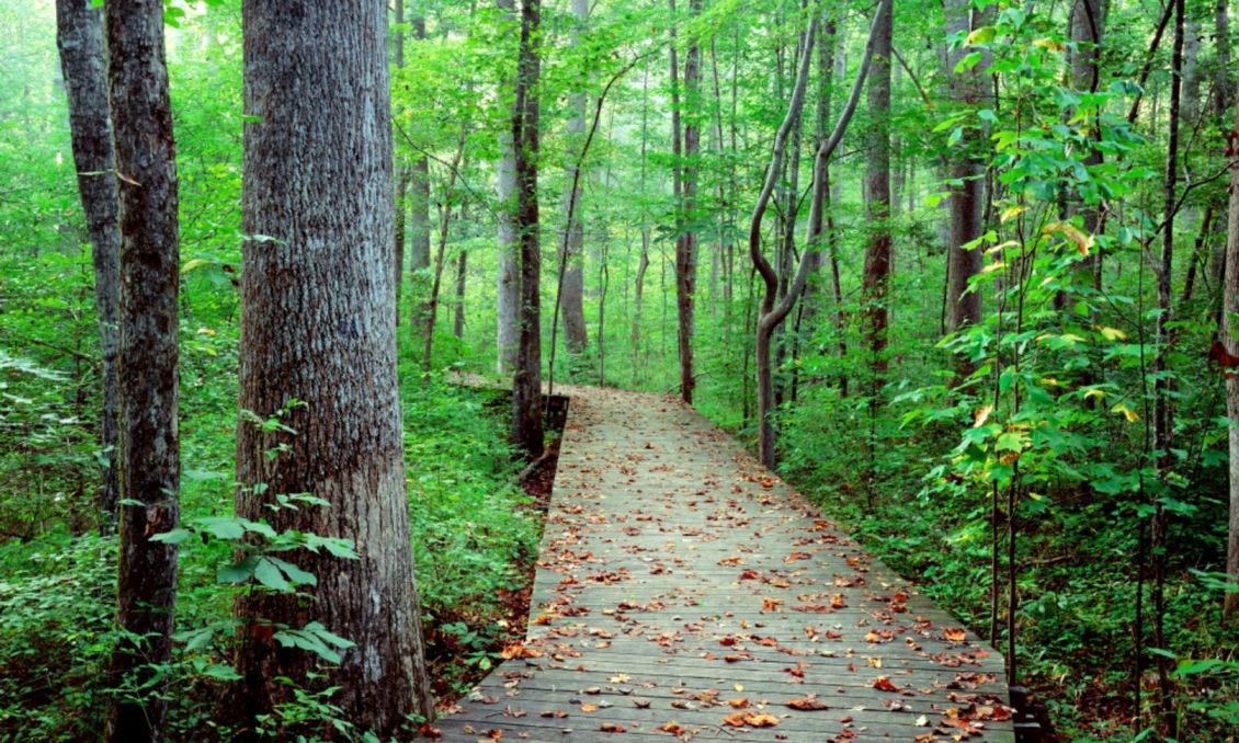 Cary Hemlock Bluffs Boardwalk