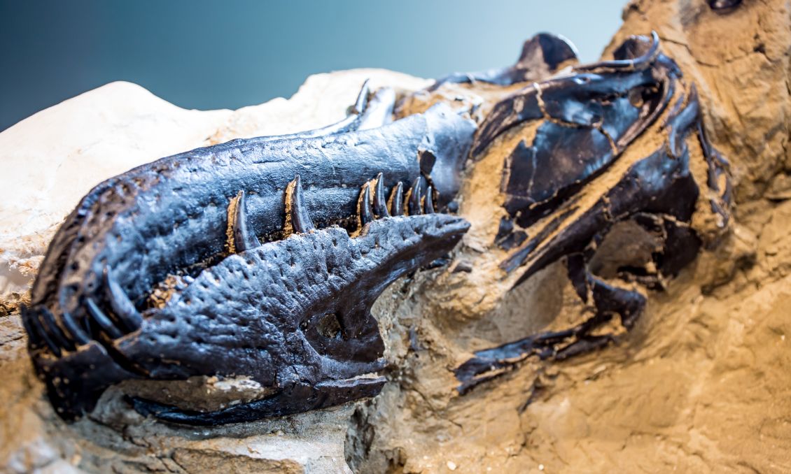 Dueling Dinosaurs Tyrannosaur Skull