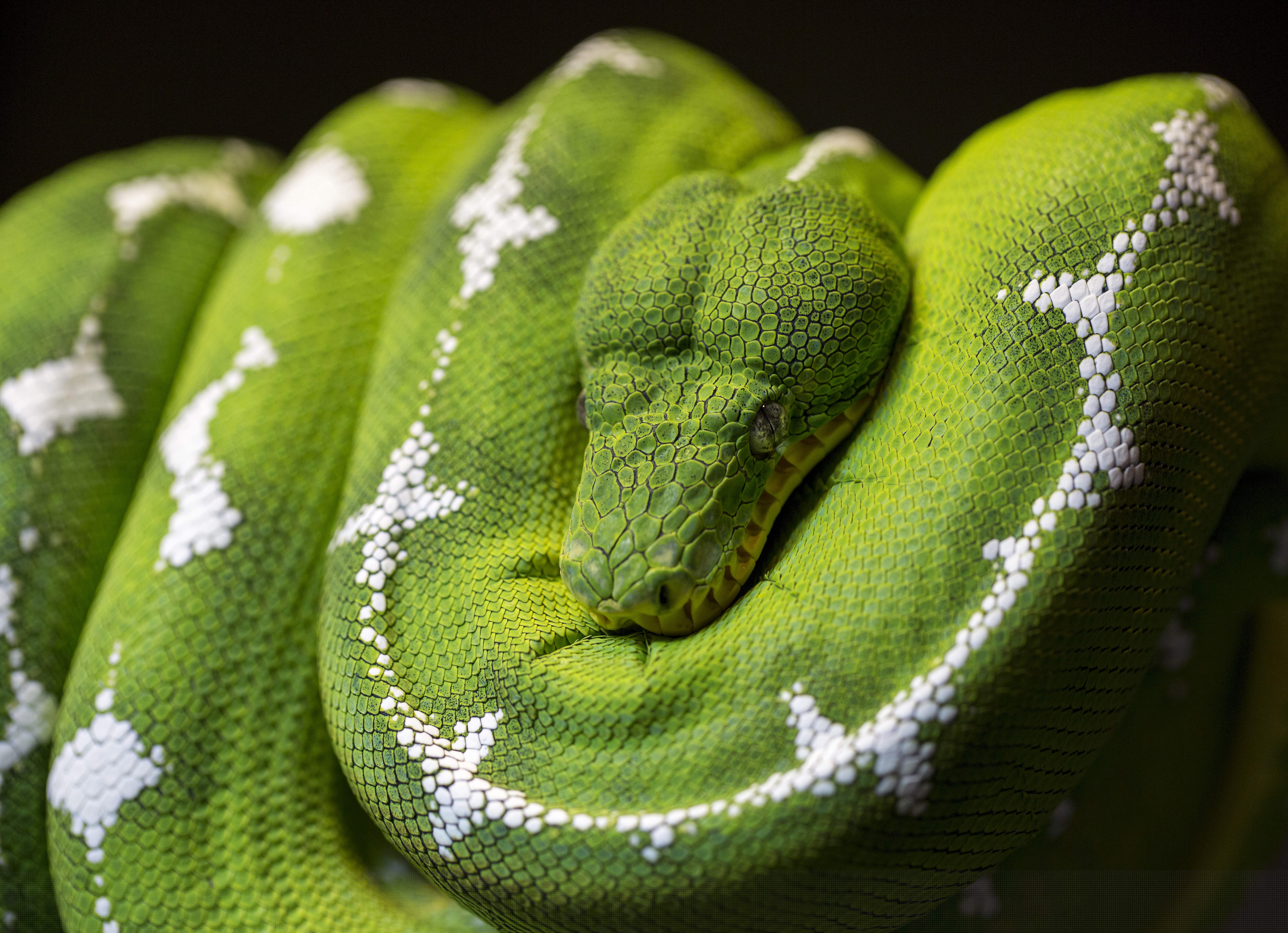 North Carolina Museum of Natural Sciences
