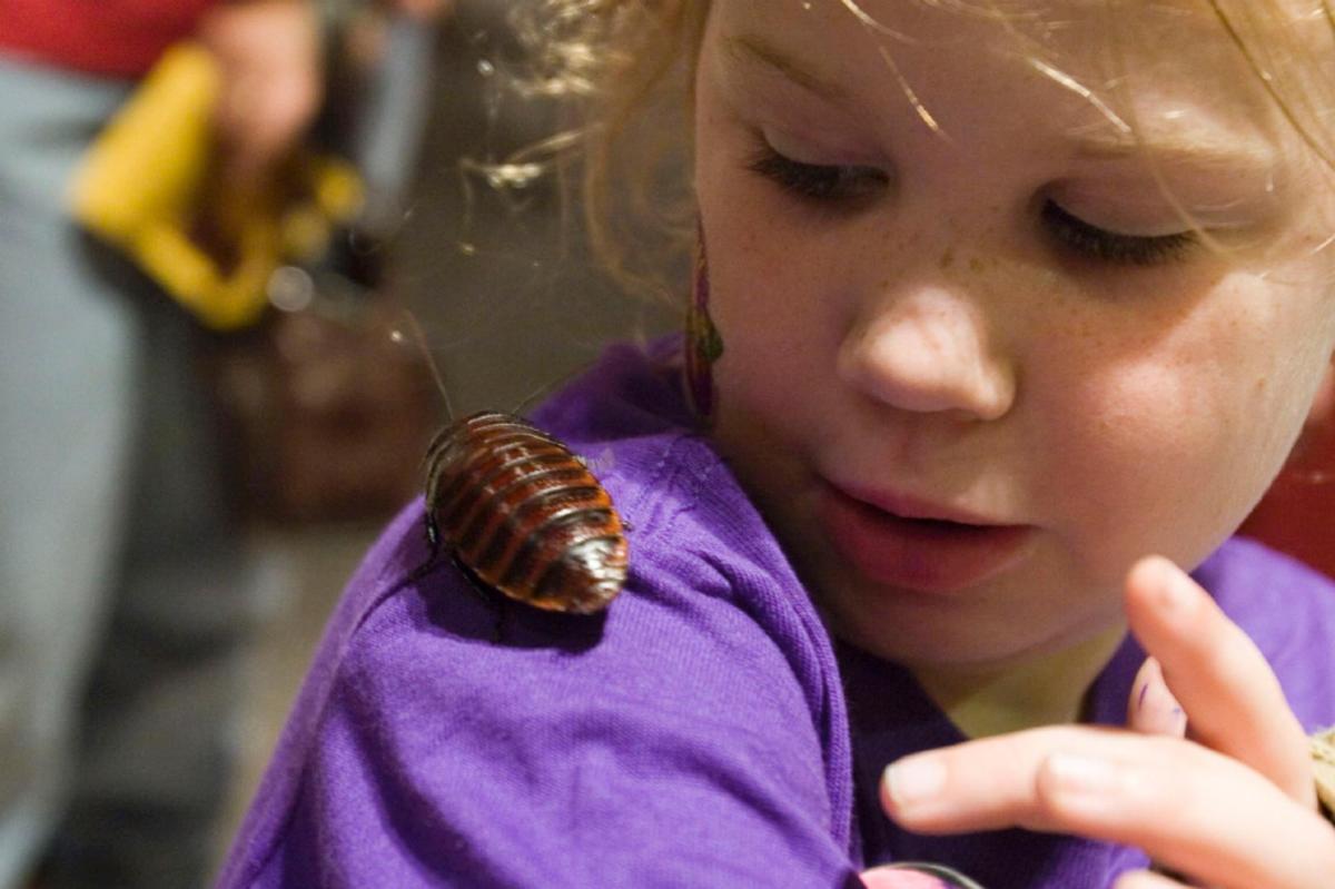 BugFest at North Carolina Museum of Natural Sciences